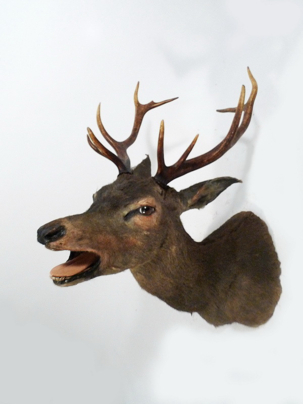 cabeza ciervo macho-hembra 45(90concuernos)x30x80 (62eu.) 1u